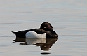 Tufted duck - B